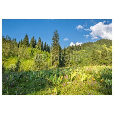 WEBLUX 53756433 Fototapeta vliesová Nature of green trees and blue sky Příroda zelených stromů a modré oblohy v blízkosti Medeo v Kazachstánu rozměry 145 x 100 cm – Zboží Mobilmania