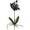 Květina Gasper Orchidej 31,5 cm fialová, bez květináče