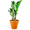 Květina Gardners Zamioculcas zamiifolia, průměr 12 cm Kulkas, zamiokulkáda