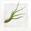 Obraz Gardners Obraz z živých rostlin Jogín 1 tillandsie, 22x22cm, bílá