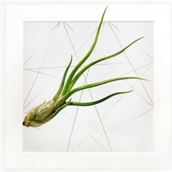 Gardners Obraz z živých rostlin Jogín 1 tillandsie, 22x22cm, bílá
