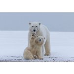 Umělecká fotografie Polar bear, Sylvain Cordier, (40 x 26.7 cm) – Hledejceny.cz