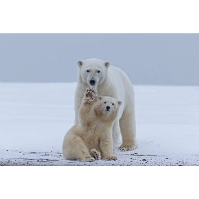 Umělecká fotografie Polar bear, Sylvain Cordier, (40 x 26.7 cm) – Hledejceny.cz