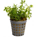 Limnophila sp. Mini Vietnam – Hledejceny.cz