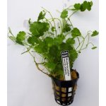 Hydrocotyle verticillata - Pupečník přeslenitý – Sleviste.cz