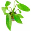 Akvarijní rostlina I--Z Echinodorus Ozelot Green