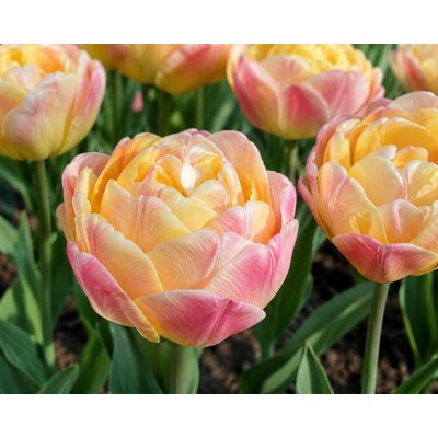 Tulipán 'Cmere upstar' 5 ks – Zboží Dáma