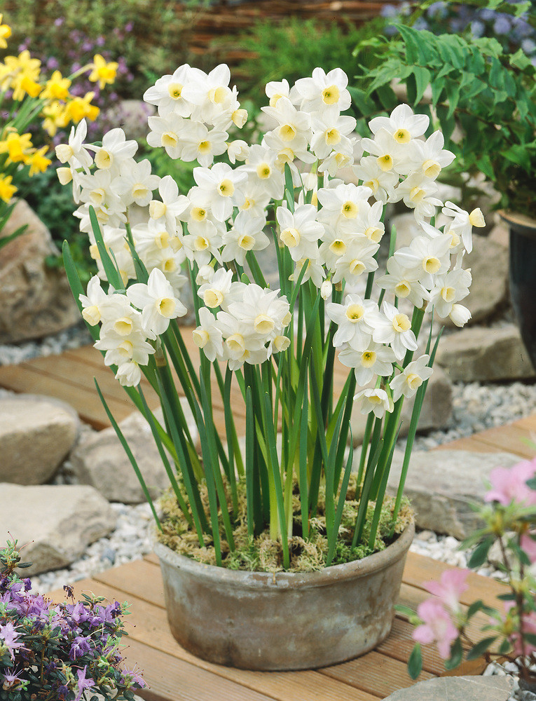 Narcis \'Silver chimes\' 5 ks