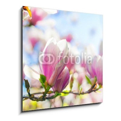 Obraz 1D - 50 x 50 cm - Beautiful blossoming magnolia tree in the spring time Krásný kvetoucí magnolia v jarním období – Zbozi.Blesk.cz