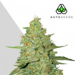 Auto Seeds AUTO Acapulco Gold semena neobsahují THC 3 ks – Zboží Dáma