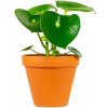 Květina Gardners Peperomia polybotrya raindrop, průměr 12 cm Peperomie, pepřinec