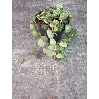 Ceropegia zelená 8 cm – Zboží Dáma