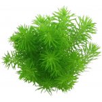 Pogostemon deccanensis – Hledejceny.cz