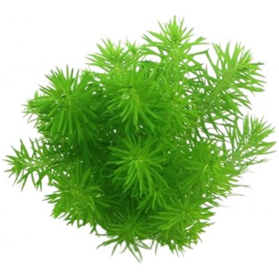 Pogostemon deccanensis – Hledejceny.cz