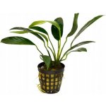 Anubias lanceolata - Anubis kopinatý – Zboží Dáma