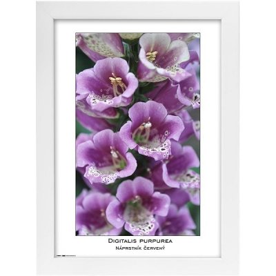 TRADAG Natura 21 x 29,7 - A4 bílý – Hledejceny.cz