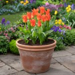 Sadbový set tulipánů Produkty: Tulipán 'Park View' – Hledejceny.cz