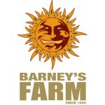 Barney's Farm Laughing Buddha semena neobsahují THC 1 ks – Zboží Dáma