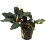 Bucephalandra theia – Zboží Dáma