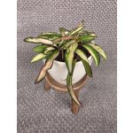 Hoya Wayetti Tricolor 9 cm – Zboží Mobilmania