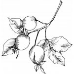 Alteya Šípkový olej 100% Bio 50 ml – Zboží Dáma