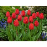 Tulipán 'Apeldoorn' 5 ks – Hledejceny.cz