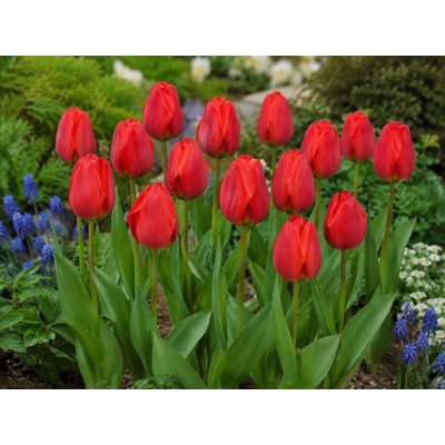 Tulipán 'Apeldoorn' 5 ks – Hledejceny.cz