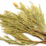 CEDAR KADIDLOVÝ – Zboží Dáma