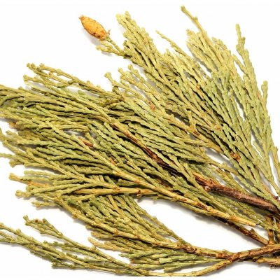 CEDAR KADIDLOVÝ – Zboží Dáma