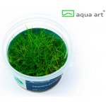 Eleocharis parvula – Sleviste.cz