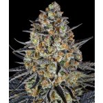 Barney's Farm LSD semena neobsahují THC 1 ks – Hledejceny.cz