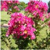 Osivo a semínko Krepová myrta - Lagerstroemia indica - osivo krepové myrty - 6 ks