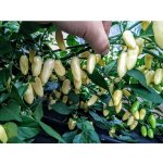 Habanero White Long – Zboží Dáma