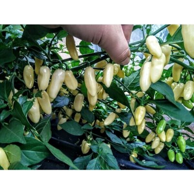 Habanero White Long – Zboží Dáma