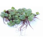 Phyllanthus fluitans – Zboží Dáma