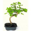 bonsai - jinan dvoulaločný (ginko biloba) 779-M