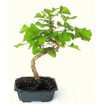 bonsai - jinan dvoulaločný (ginko biloba) 779-M