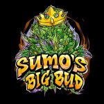Sumo Seeds Sumo's Big Bud semena neobsahují THC 3 ks – Zboží Mobilmania