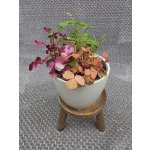 Oxalis mix tří barev – Sleviste.cz