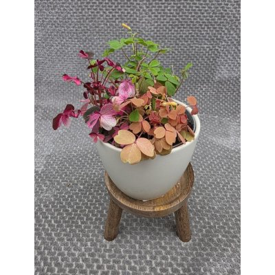 Oxalis mix tří barev – Sleviste.cz