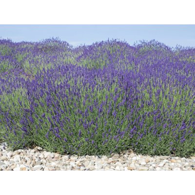 Levandule úzkolistá 'Munstead' v květináči – Zboží Mobilmania