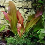 Echinodorus Hot Pepper – Sleviste.cz