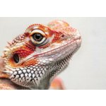 Pohlednice Agama – Zboží Mobilmania