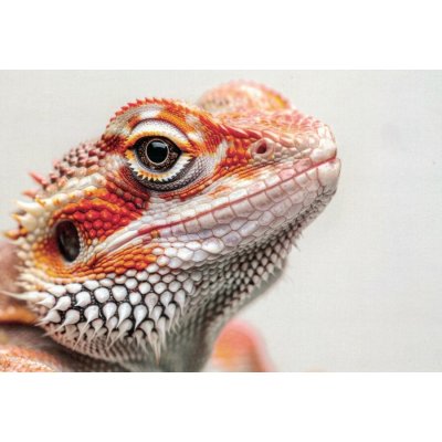 Pohlednice Agama – Zboží Mobilmania