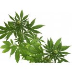 Cannaderm Robátko mycí pěna 180 ml – Zboží Dáma