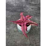 Cryptanthus Super 6 cm – Zboží Dáma