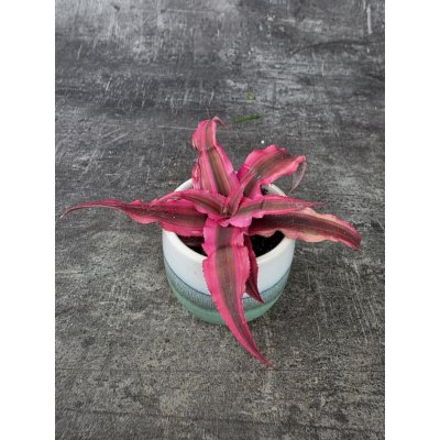 Cryptanthus Super 6 cm – Zboží Dáma