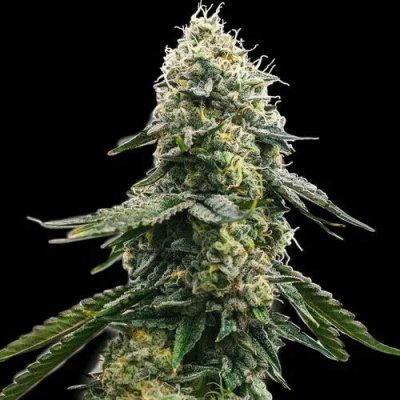 Spliff Seeds Zkittlez semena neobsahují THC 3 ks – Zboží Mobilmania