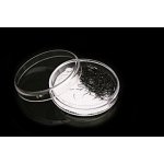 BL Lashes C 0,15 mm x 11 mm 1 g – Zboží Dáma