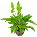 Cryptocoryne wendtii Green – Zboží Dáma
